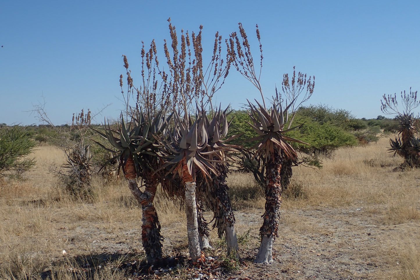 ALOE LITTORALIS