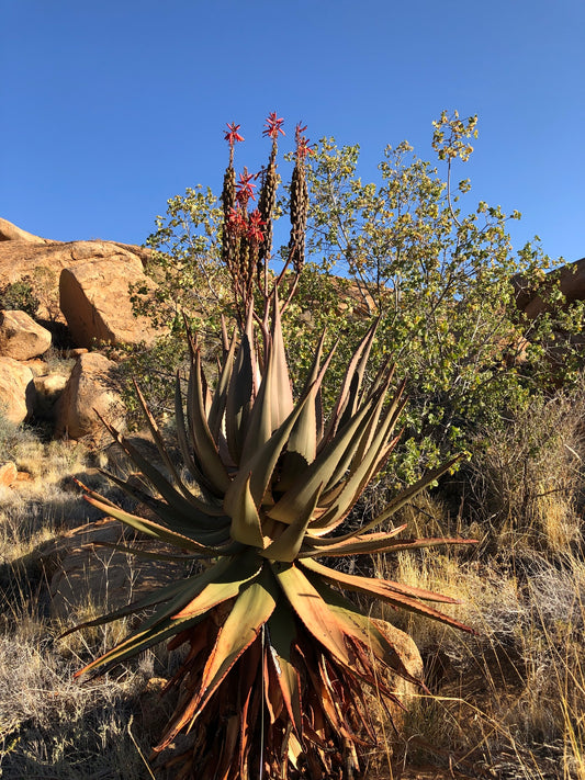 ALOE LITTORALIS