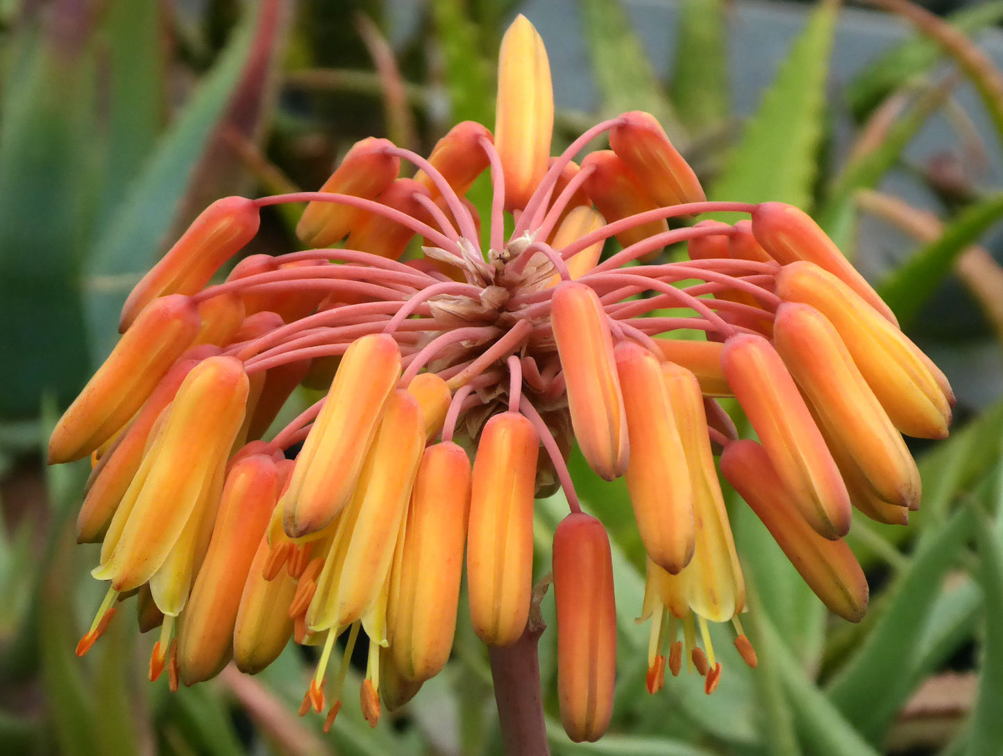 ALOE MITSIOANA