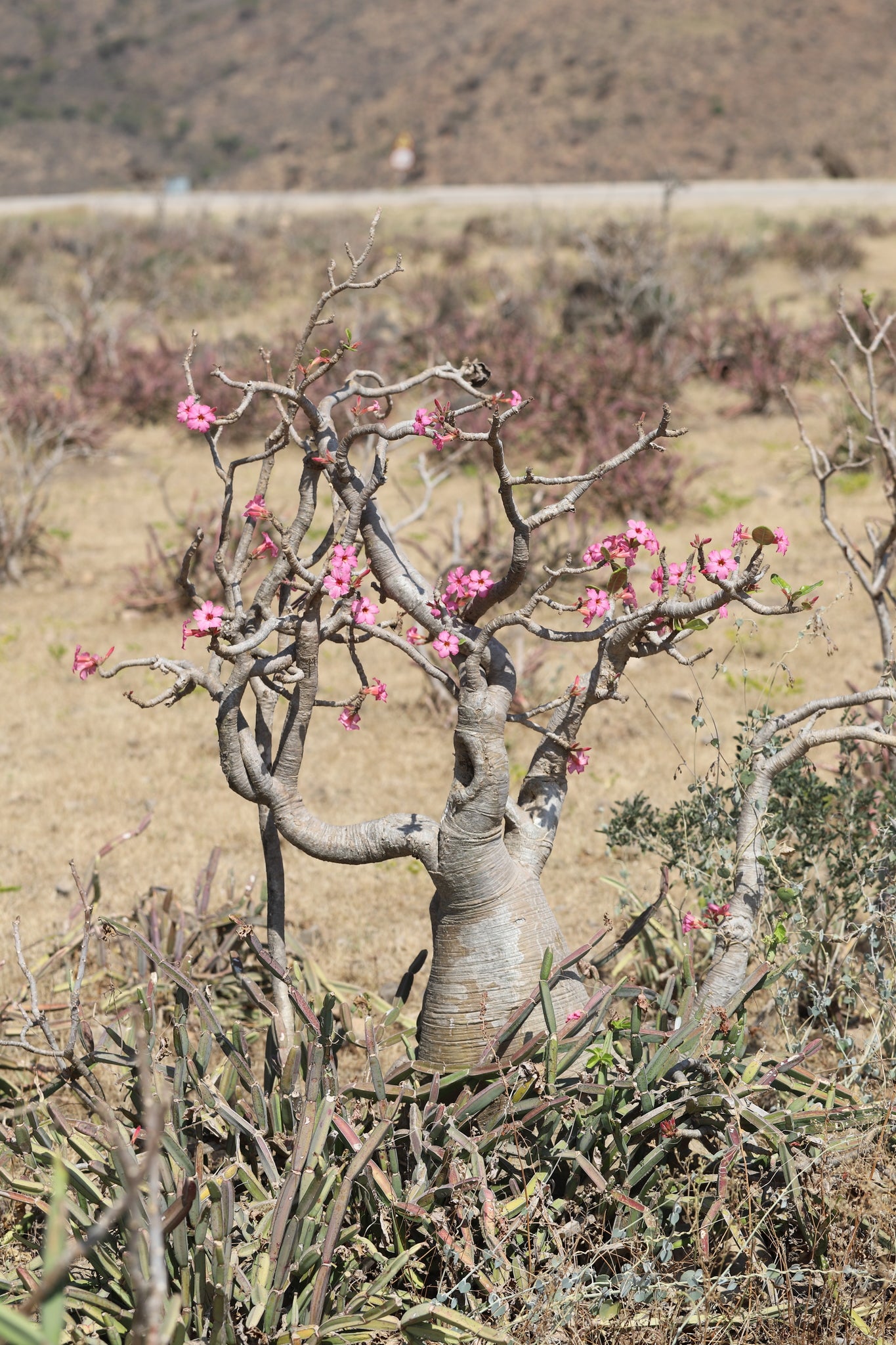 ADENIUM OBESUM