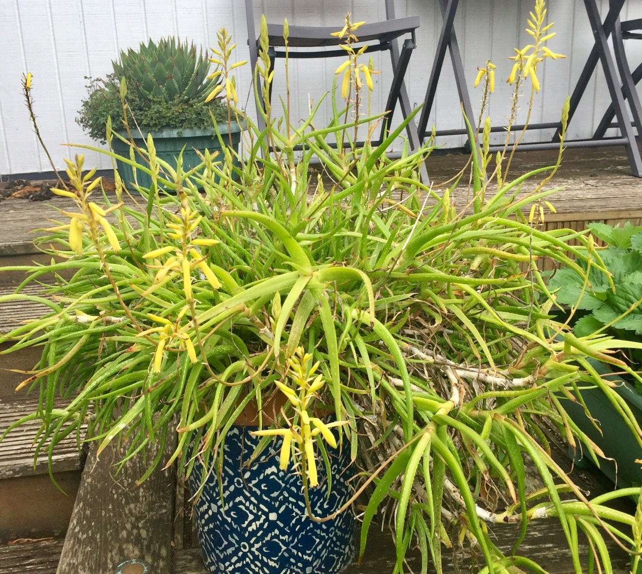 ALOE PENDENS