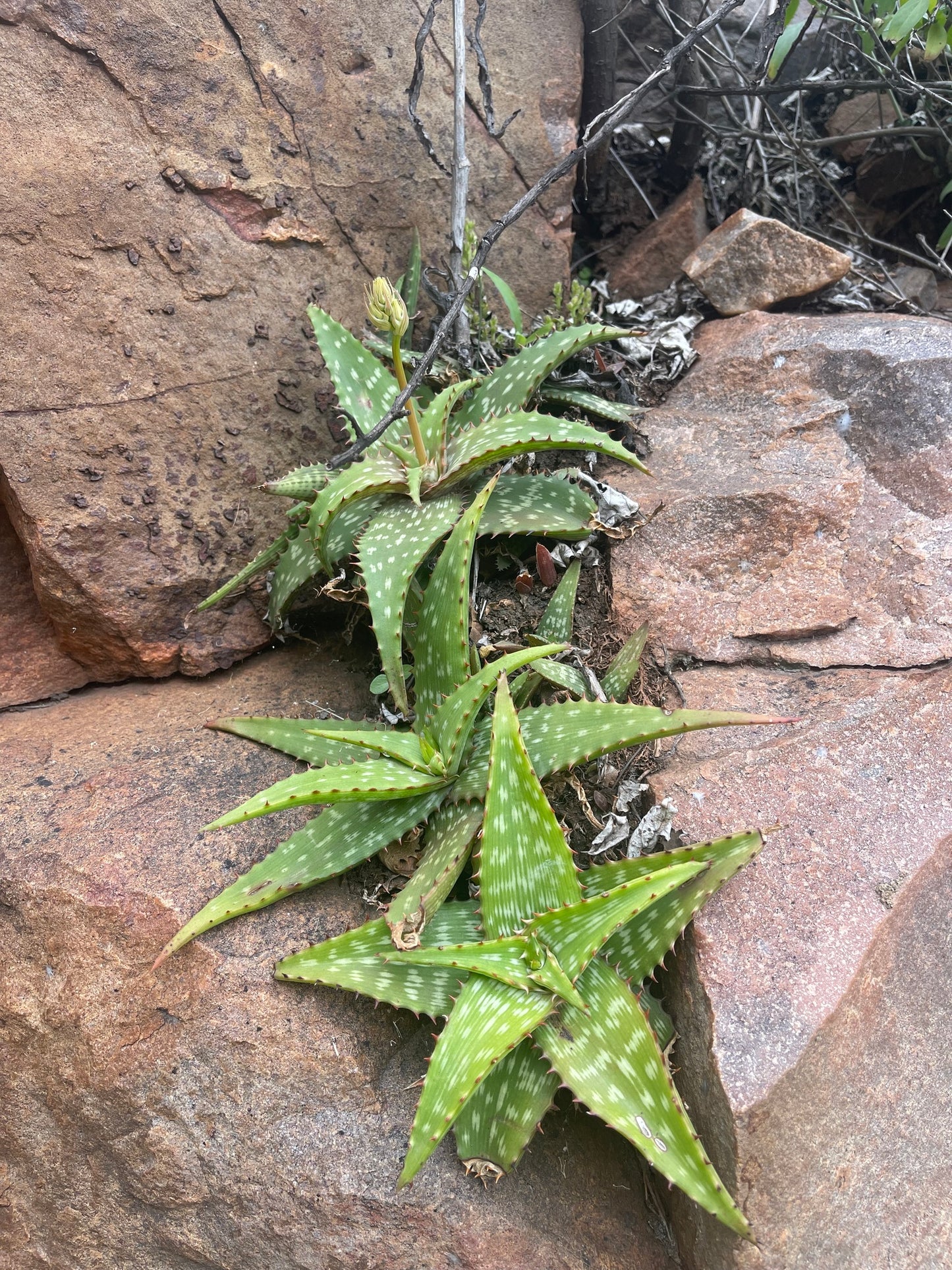 ALOE PETROPHILA