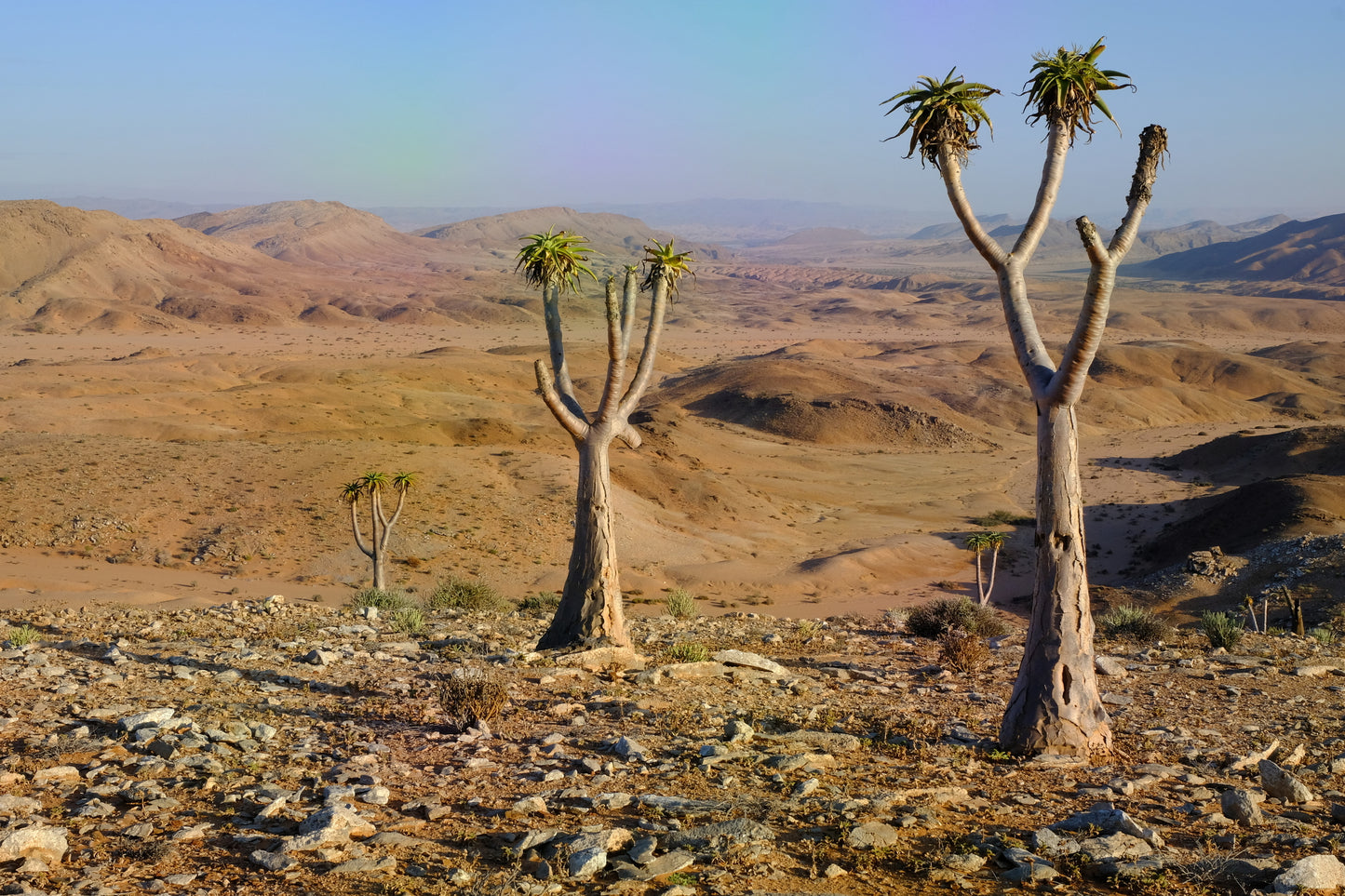 ALOE PILLANSII