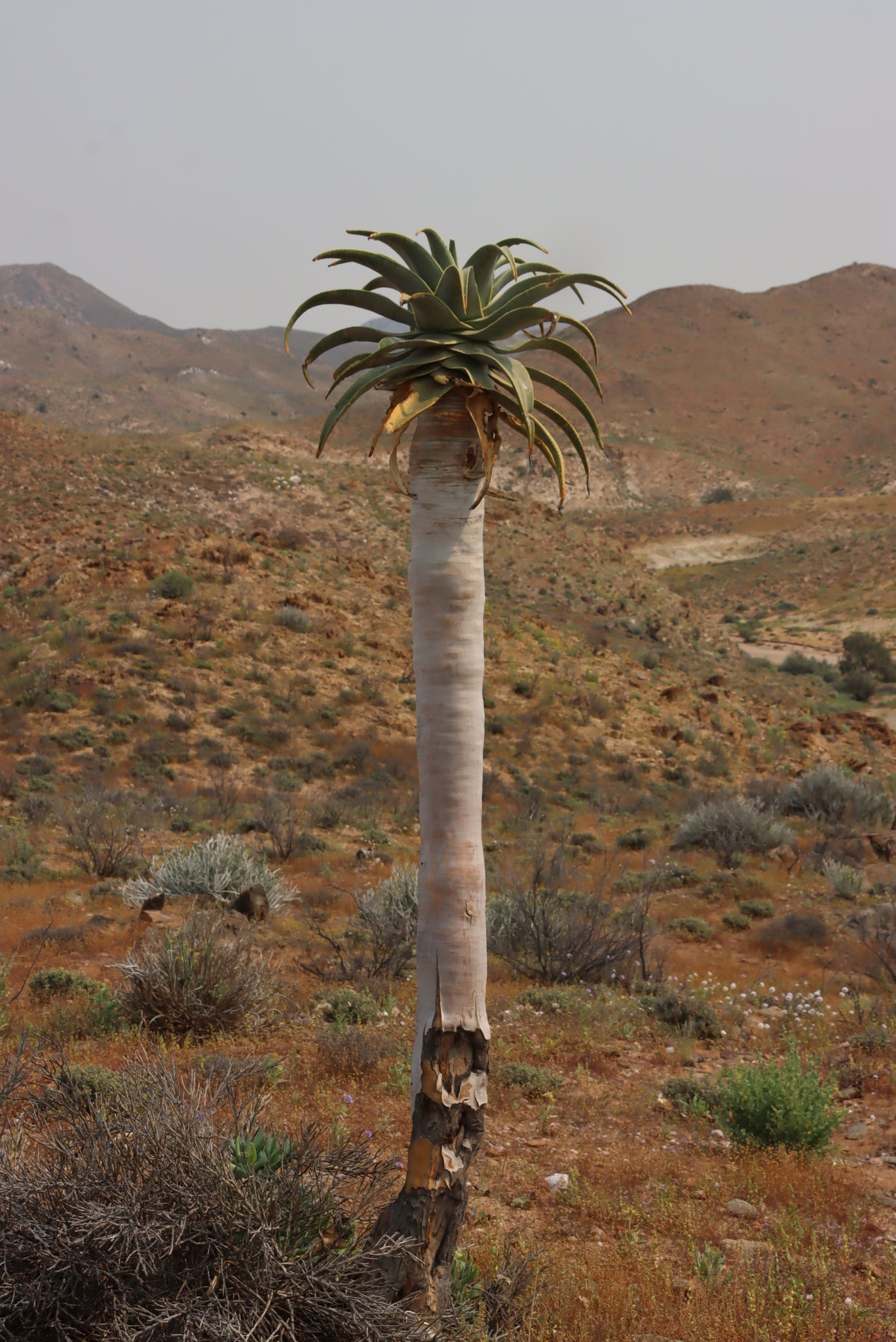 ALOE PILLANSII