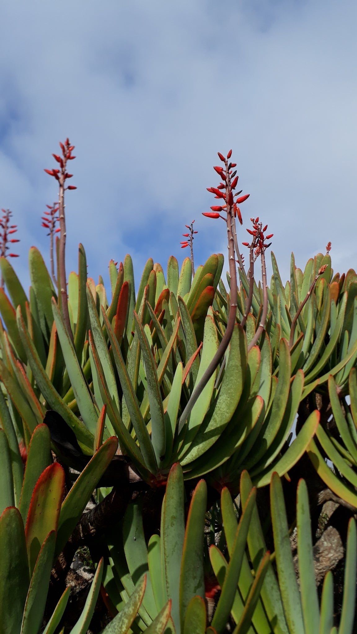 ALOE PLICATILIS (SYN. KUMARA PLICATILIS)