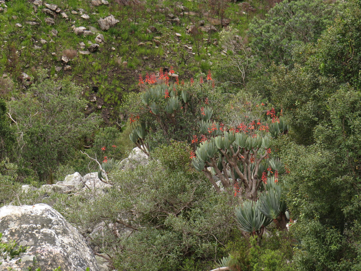 ALOE PLICATILIS (SYN. KUMARA PLICATILIS)