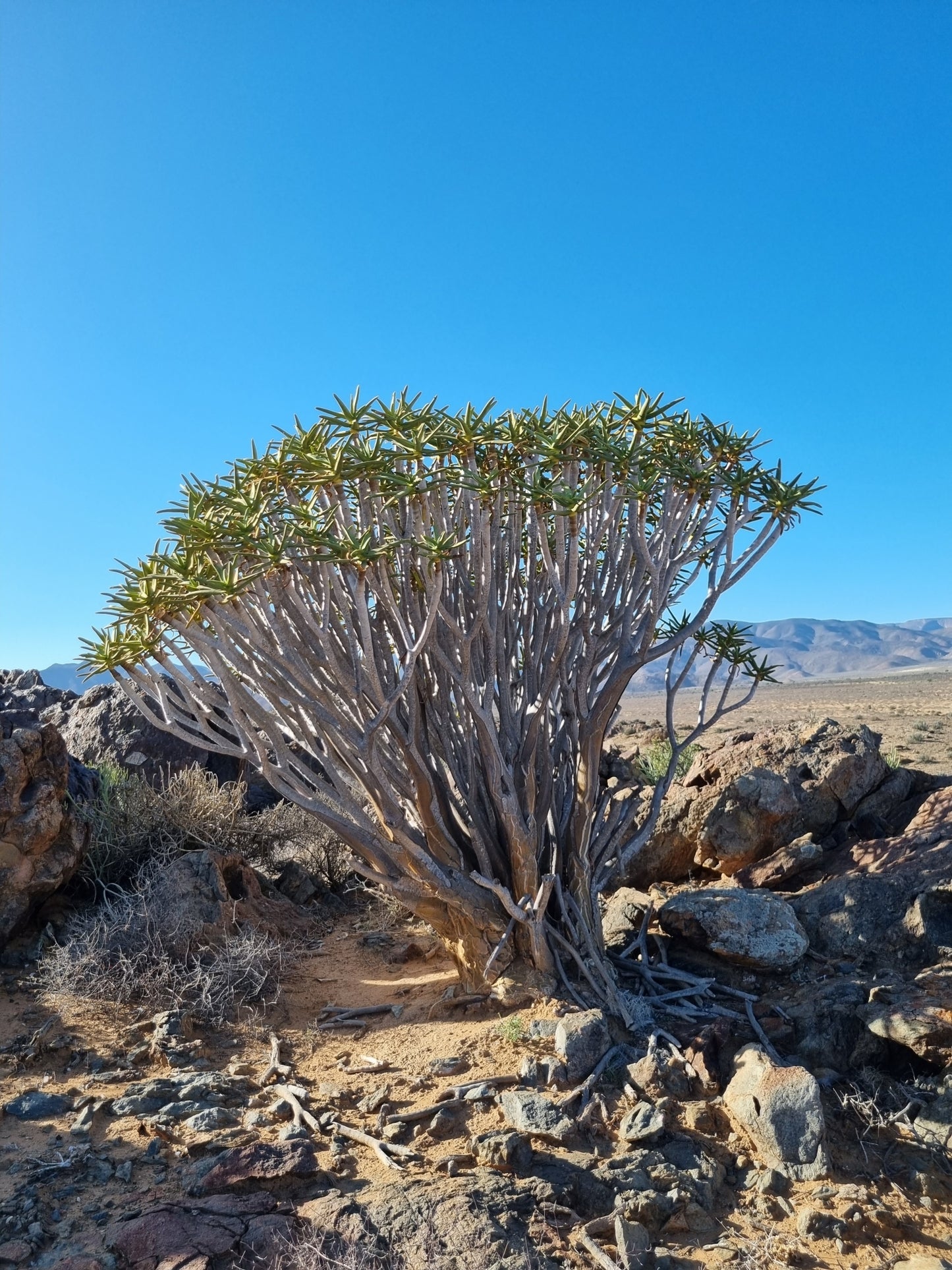 ALOE RAMOSISSIMA