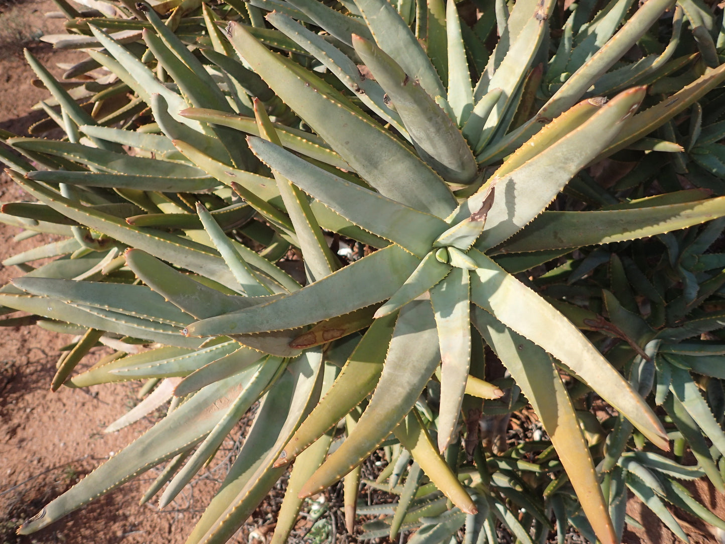 ALOE RAMOSISSIMA