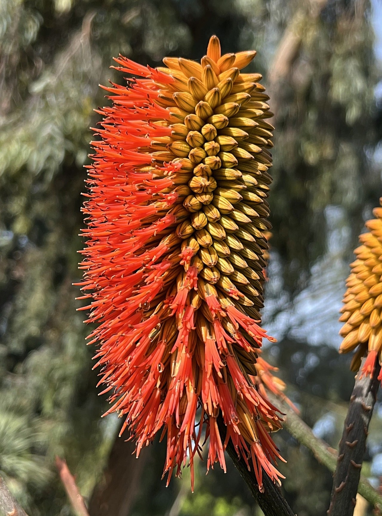 ALOE RUPESTRIS