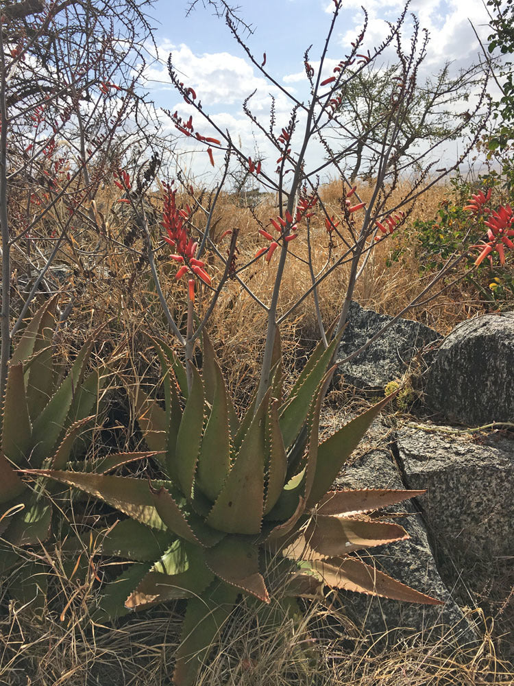 ALOE SECUNDIFLORA