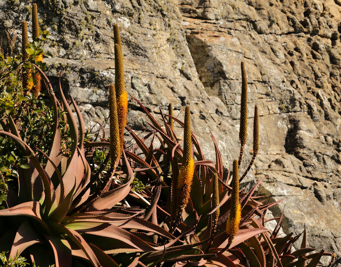 ALOE SPICATA