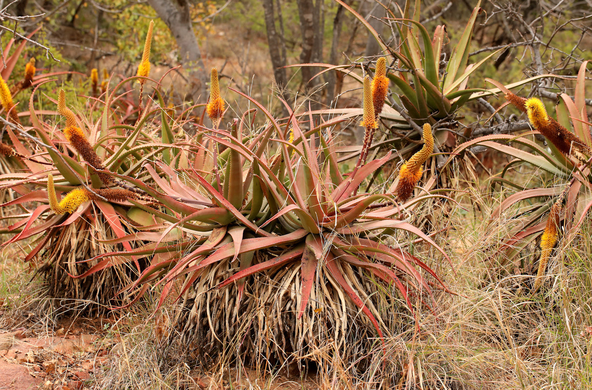 ALOE SPICATA