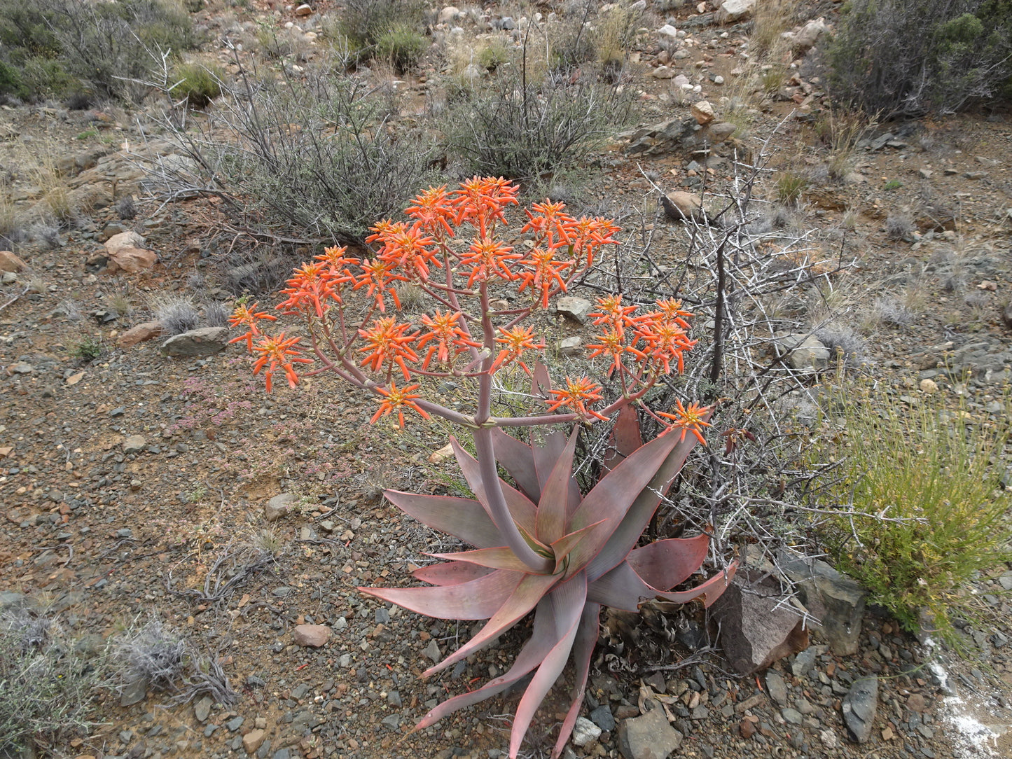 ALOE STRIATA