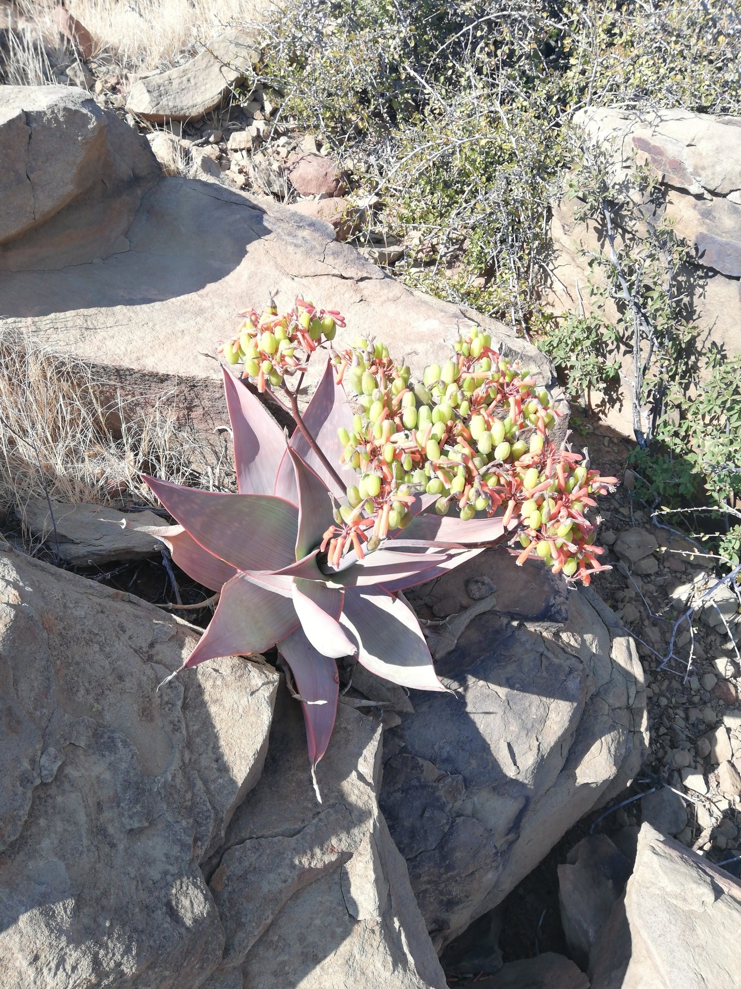 ALOE STRIATA