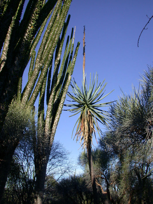 ALOE SUZANNAE