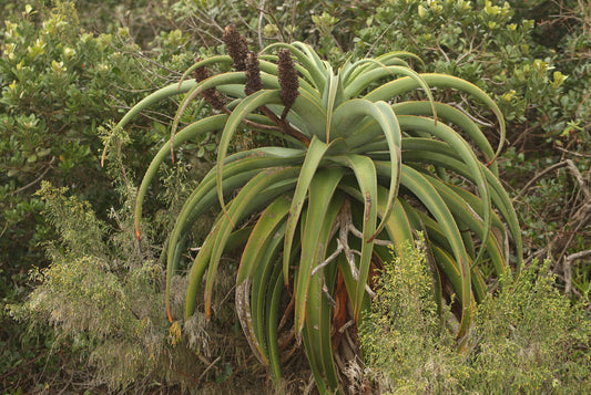 ALOE THRASKII