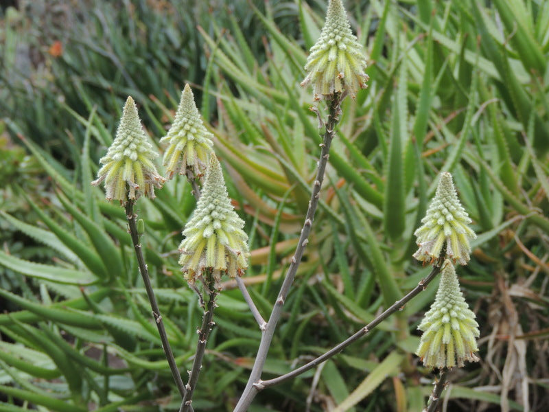 ALOE LAVRANOSII