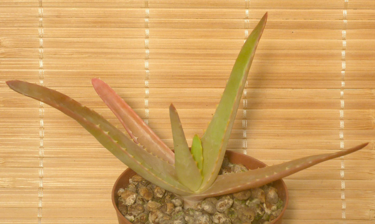 ALOE MITSIOANA