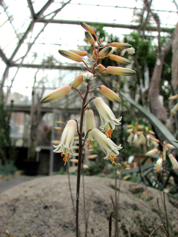 ALOE ALBIFLORA