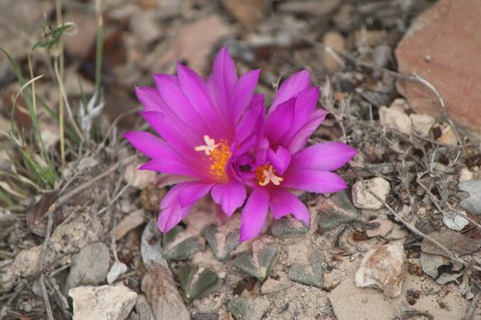 ARIOCARPUS KOTSCHOUBEYANUS