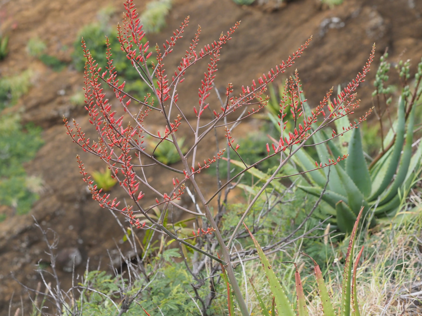 ALOE SECUNDIFLORA