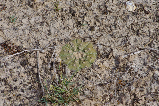 ASTROPHYTUM ASTERIAS