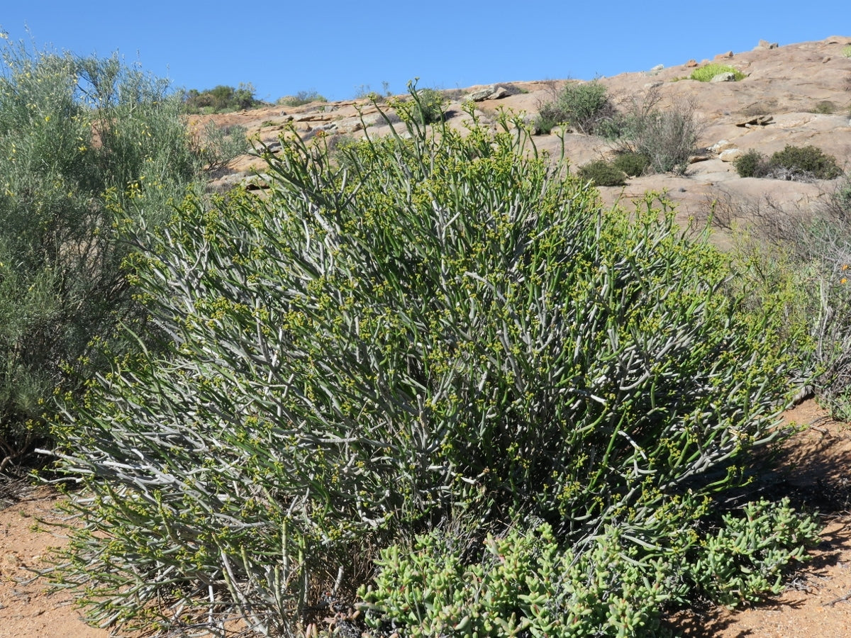 EUPHORBIA BURMANII