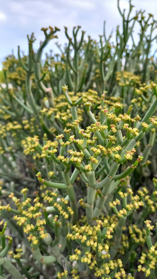 EUPHORBIA BURMANII