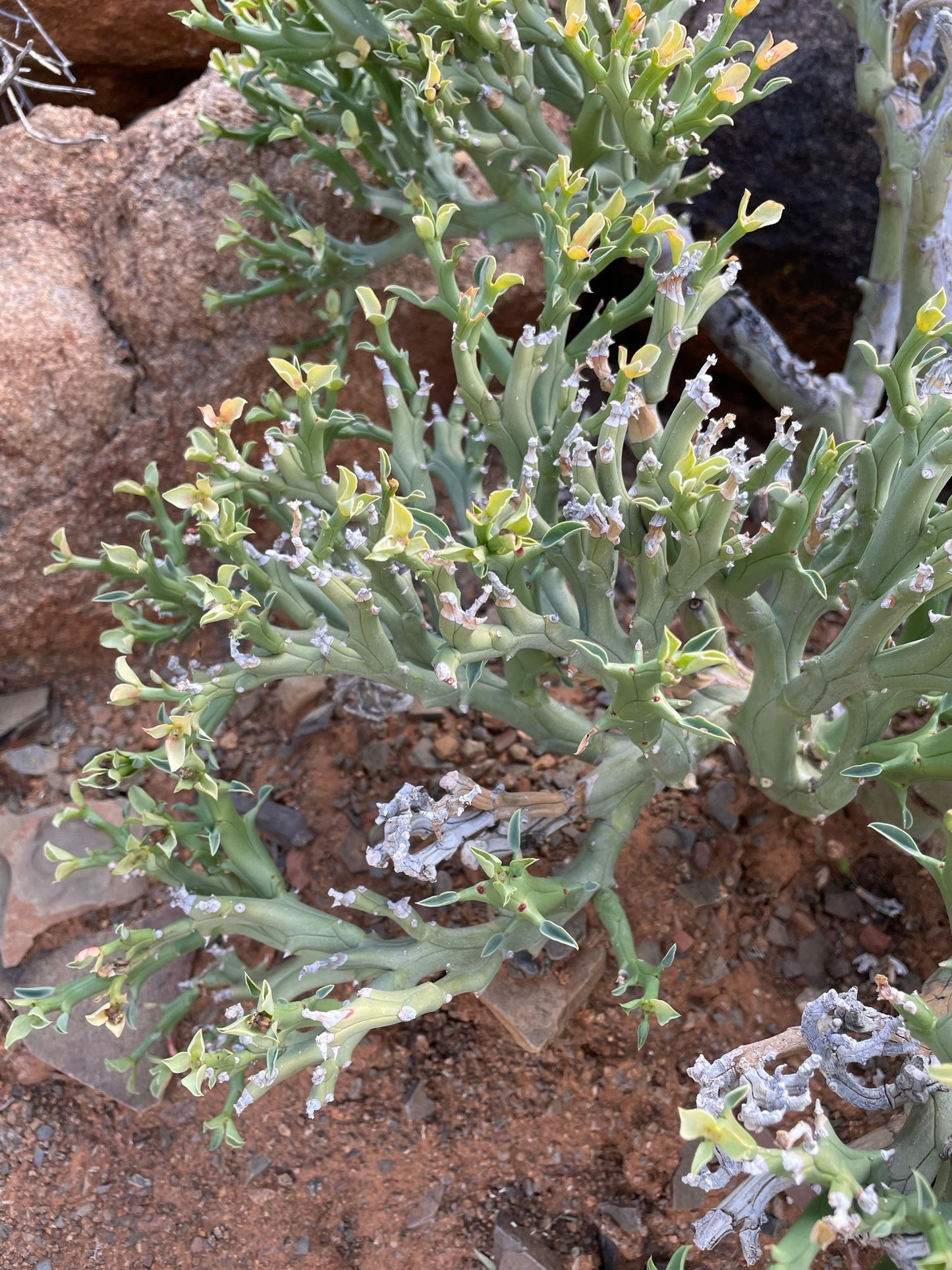 EUPHORBIA HAMATA