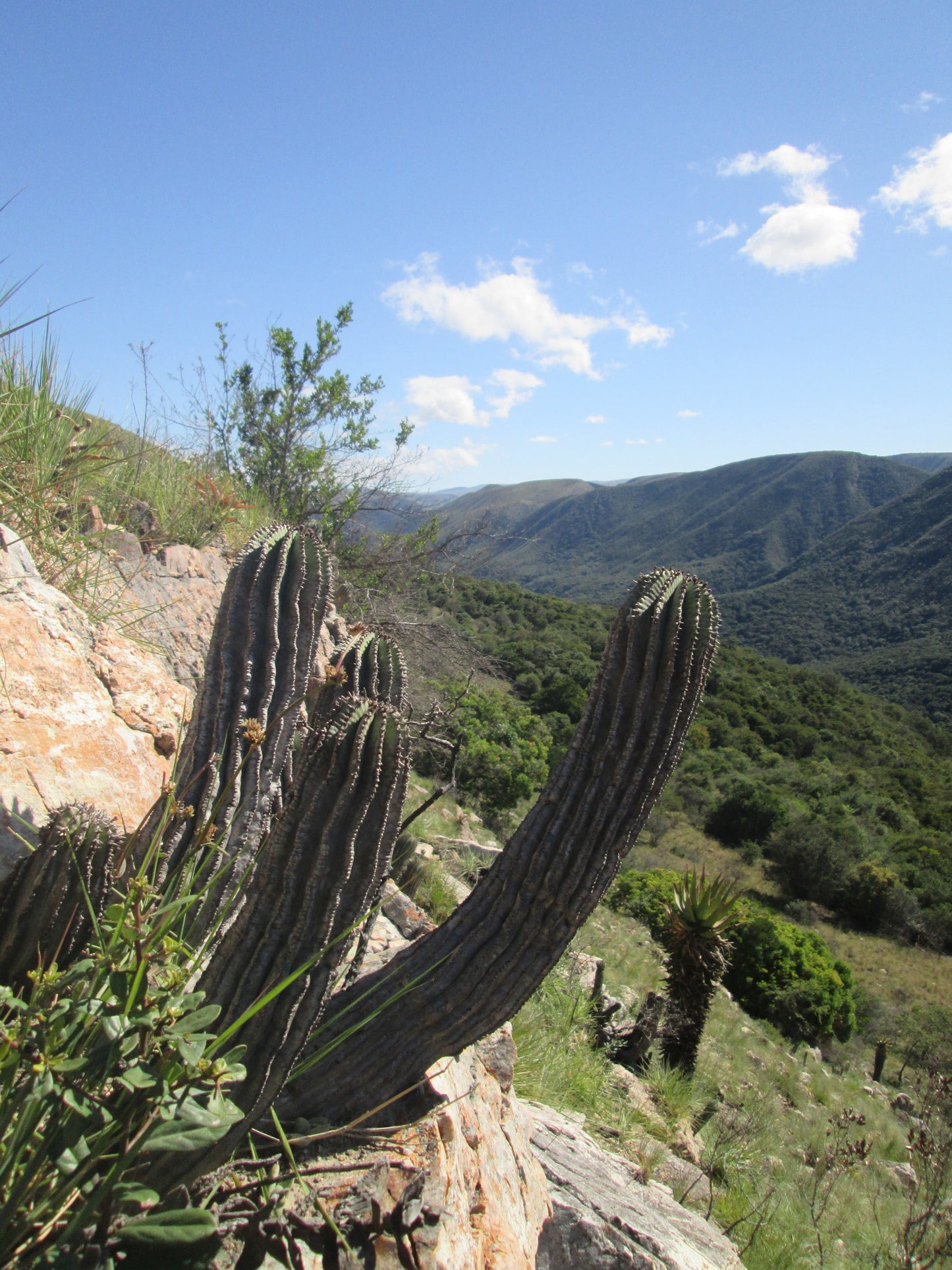 EUPHORBIA POLYGONA V. HORRIDA