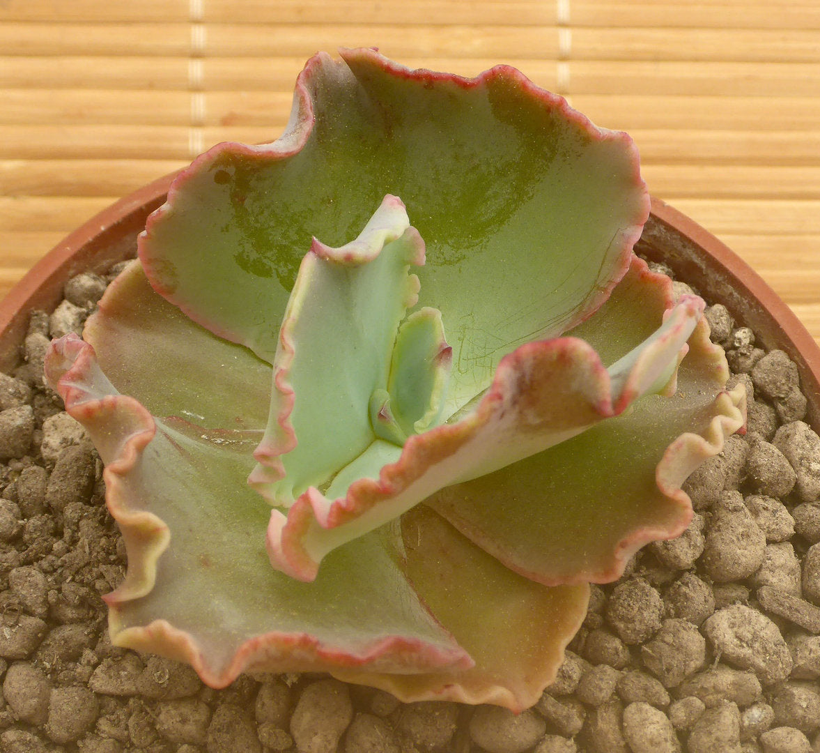 ECHEVERIA CV MARJORIE POGUES