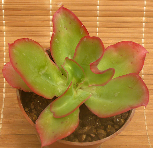 ECHEVERIA CV UNDALA