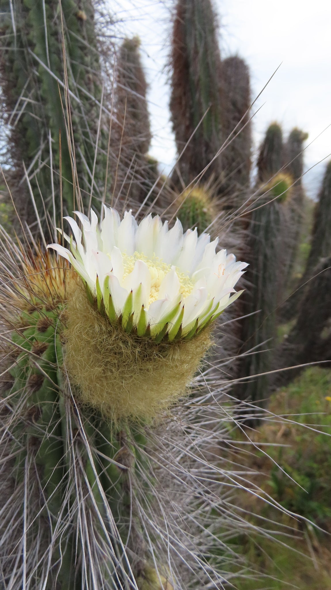 EULYCHNIA BREVIFLORA