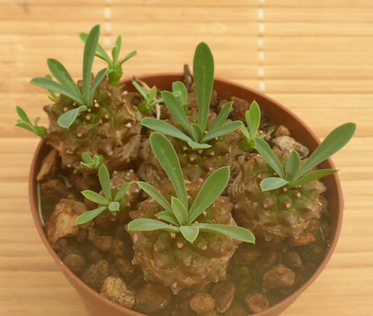 EUPHORBIA CV COKLEBUR