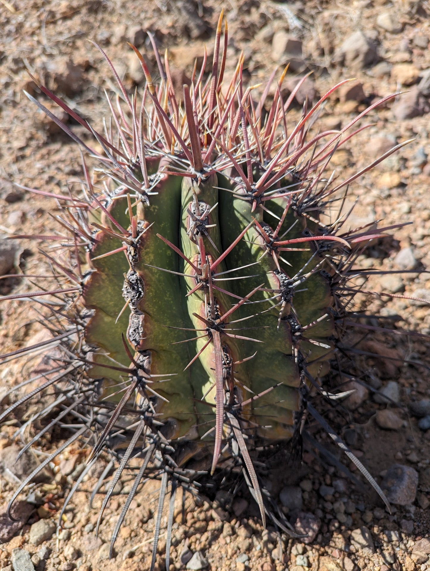 FEROCACTUS EMORYI SSP RECTISPINUS