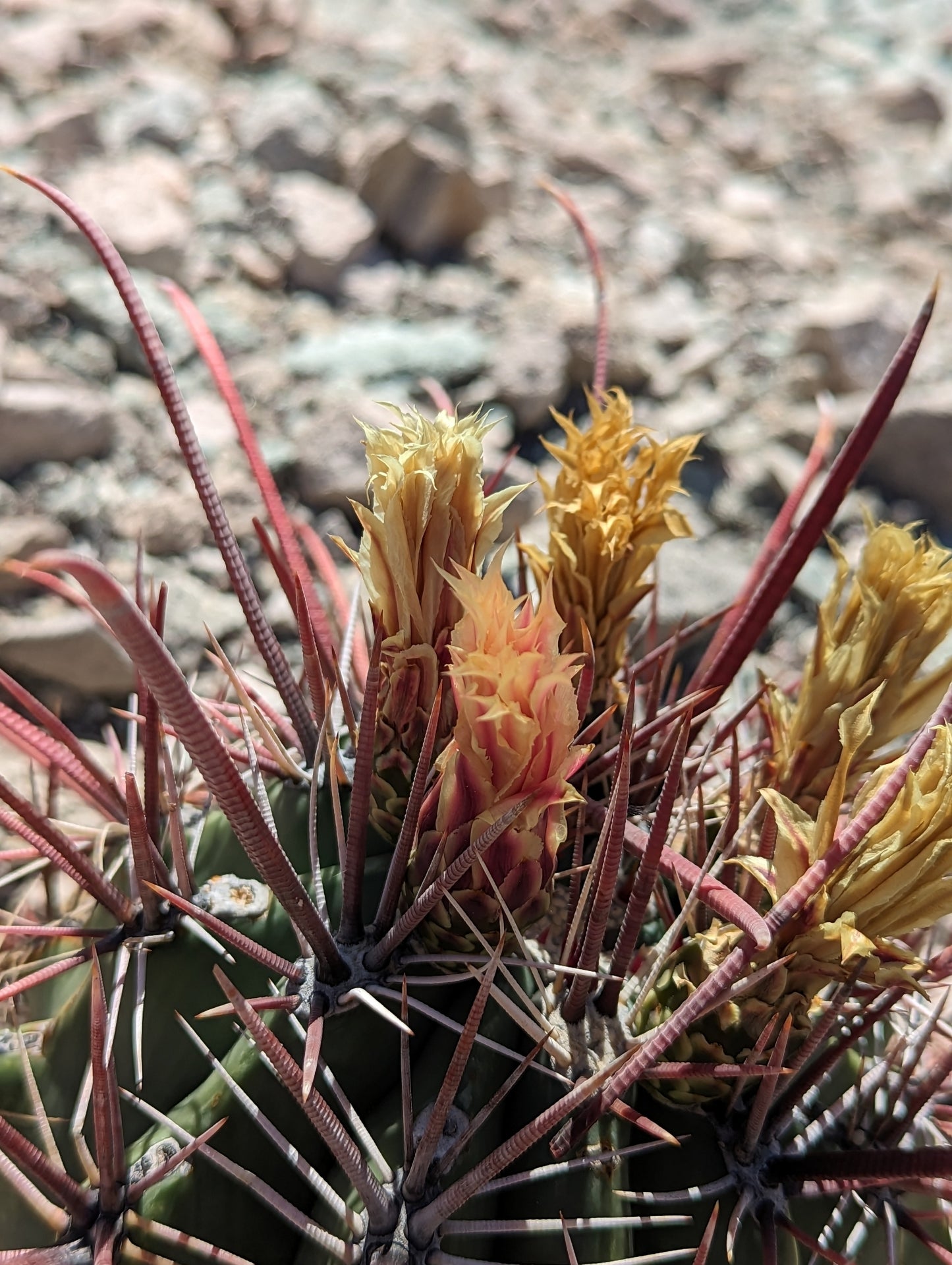 FEROCACTUS EMORYI SSP RECTISPINUS