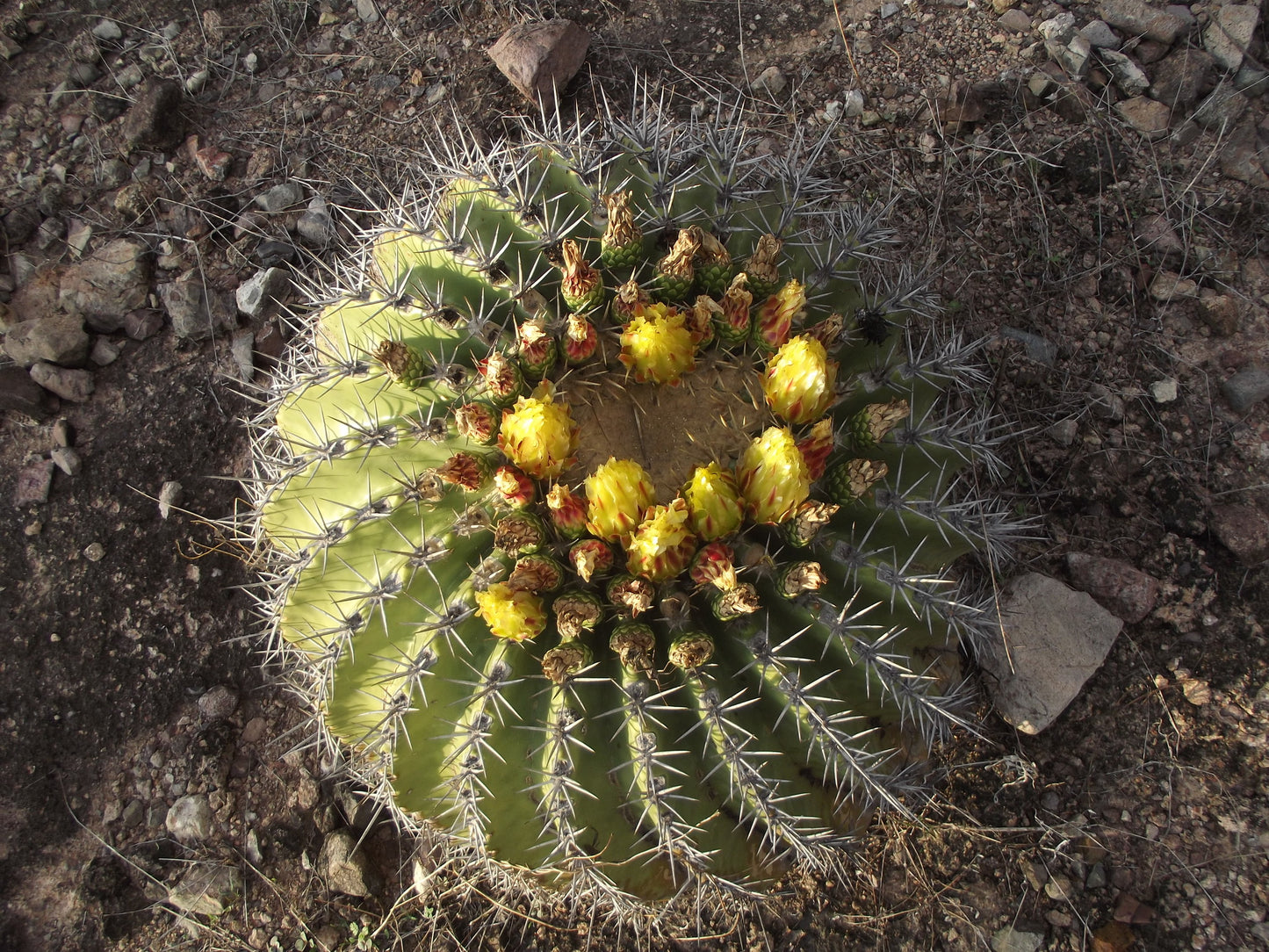 FEROCACTUS POTTSII