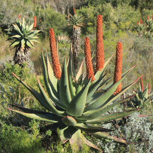 ALOE FEROX