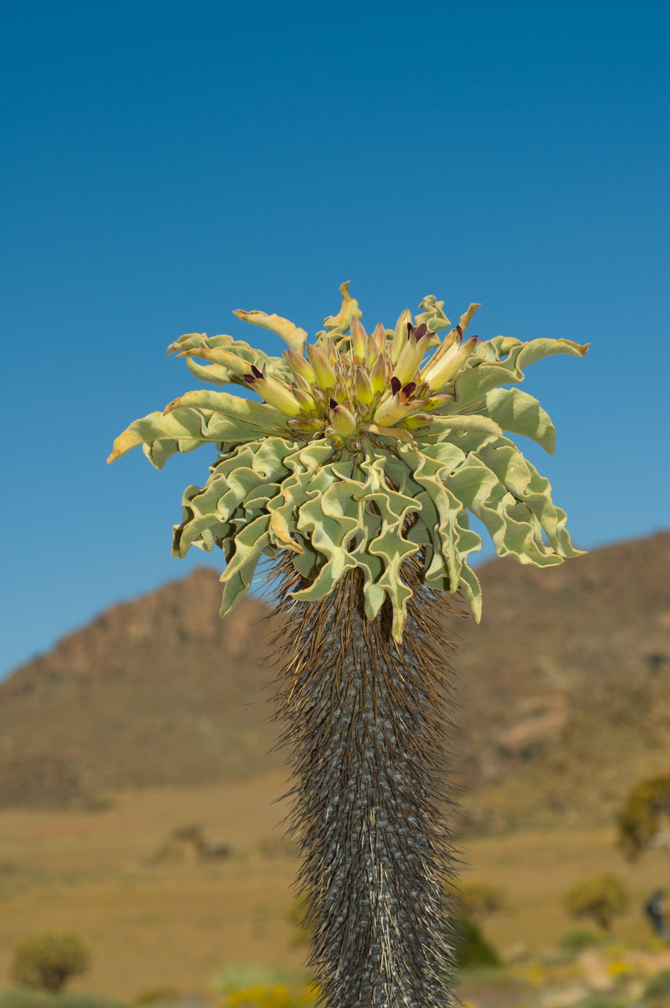 PACHYPODIUM NAMAQUANUM