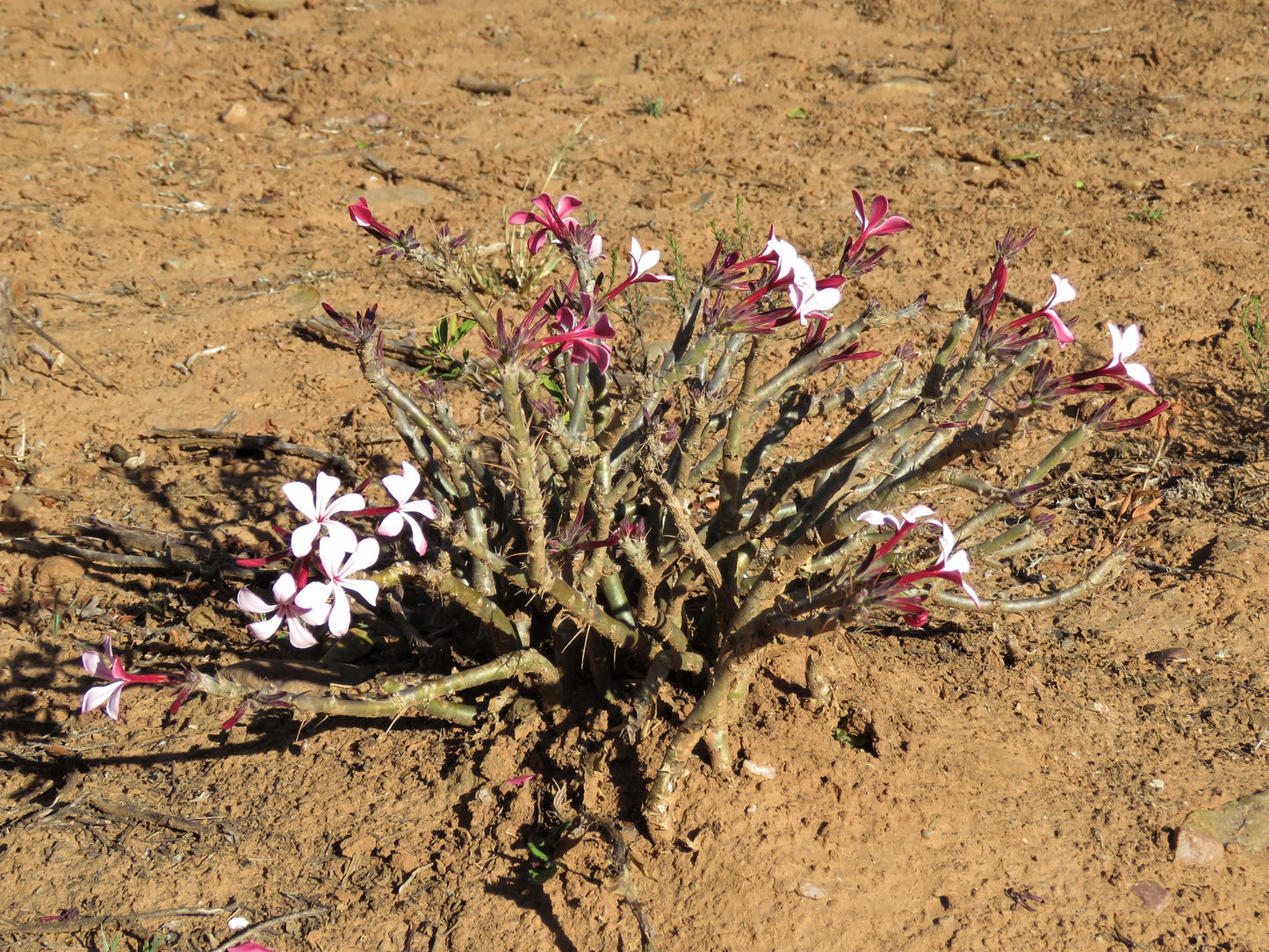 PACHYPODIUM SUCCULENTUM