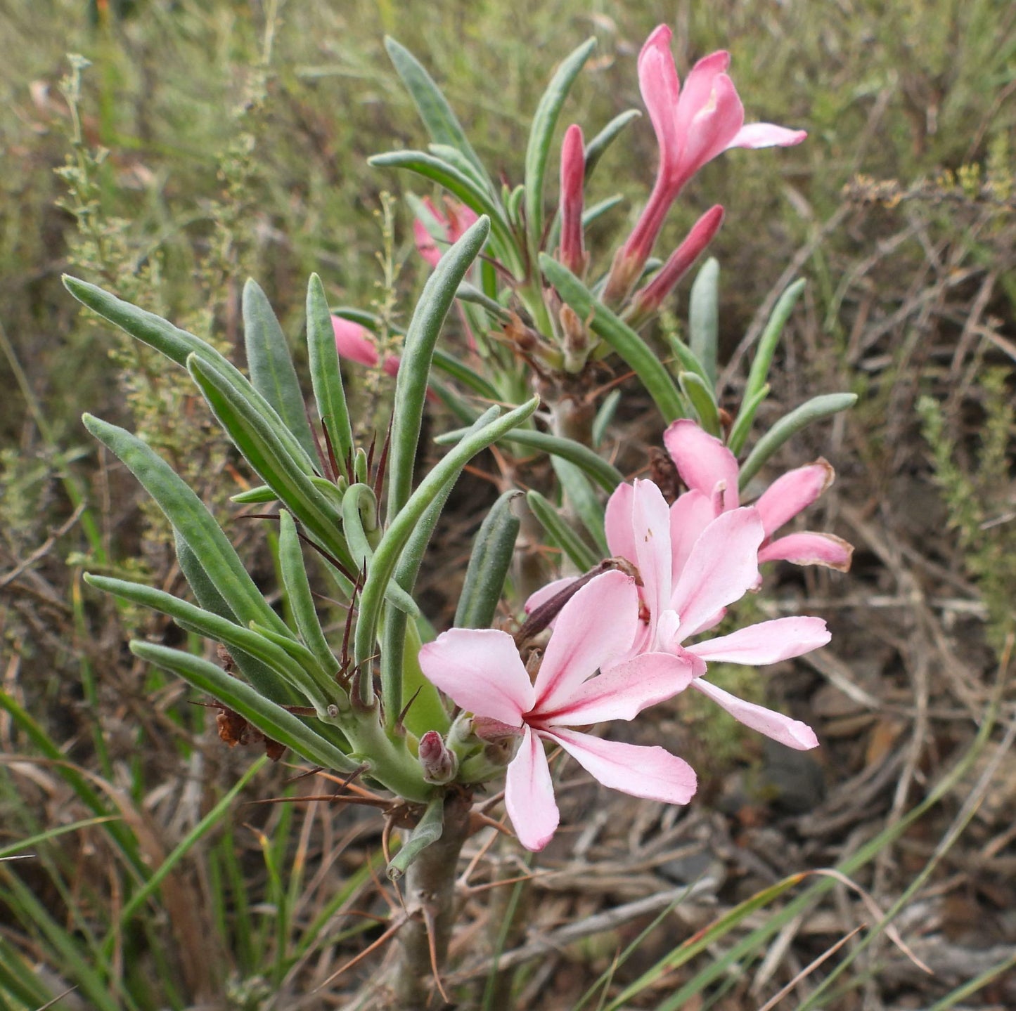 PACHYPODIUM SUCCULENTUM